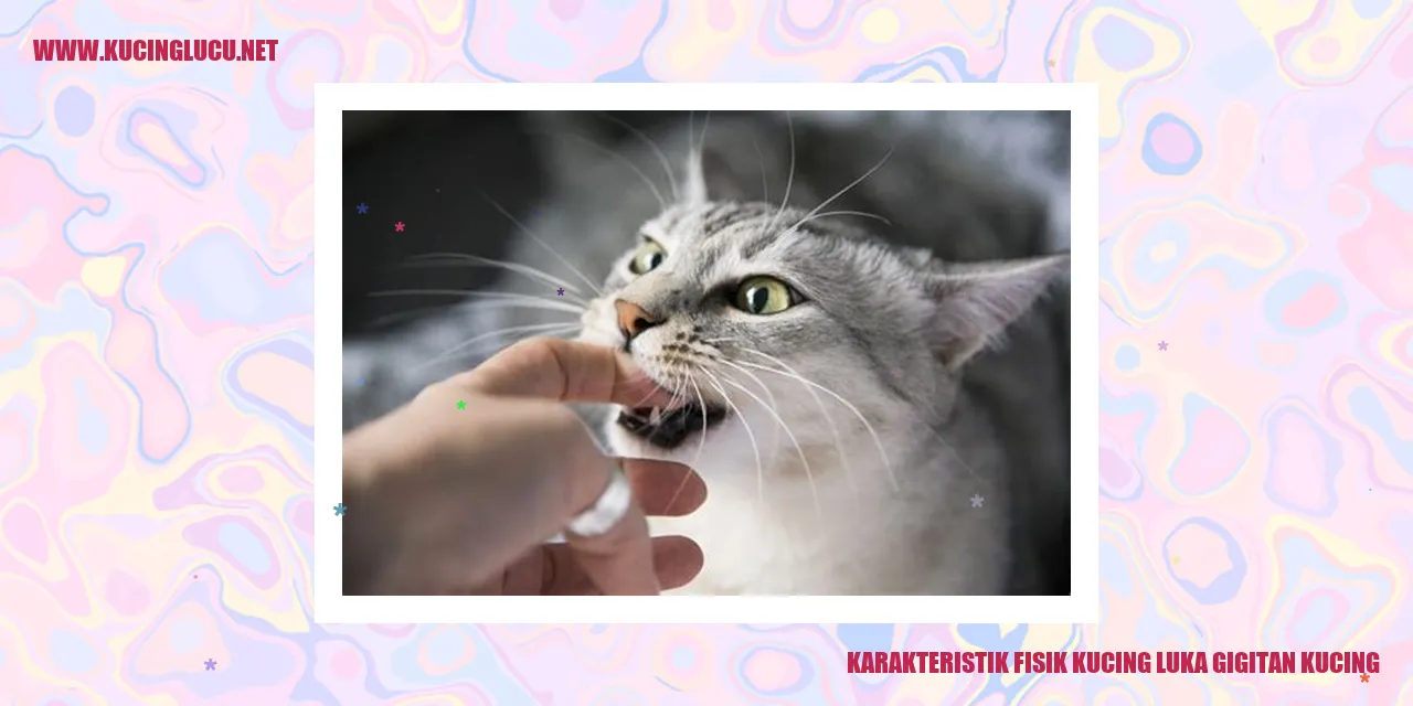 Gambar Kucing dengan Luka Gigitan Kucing