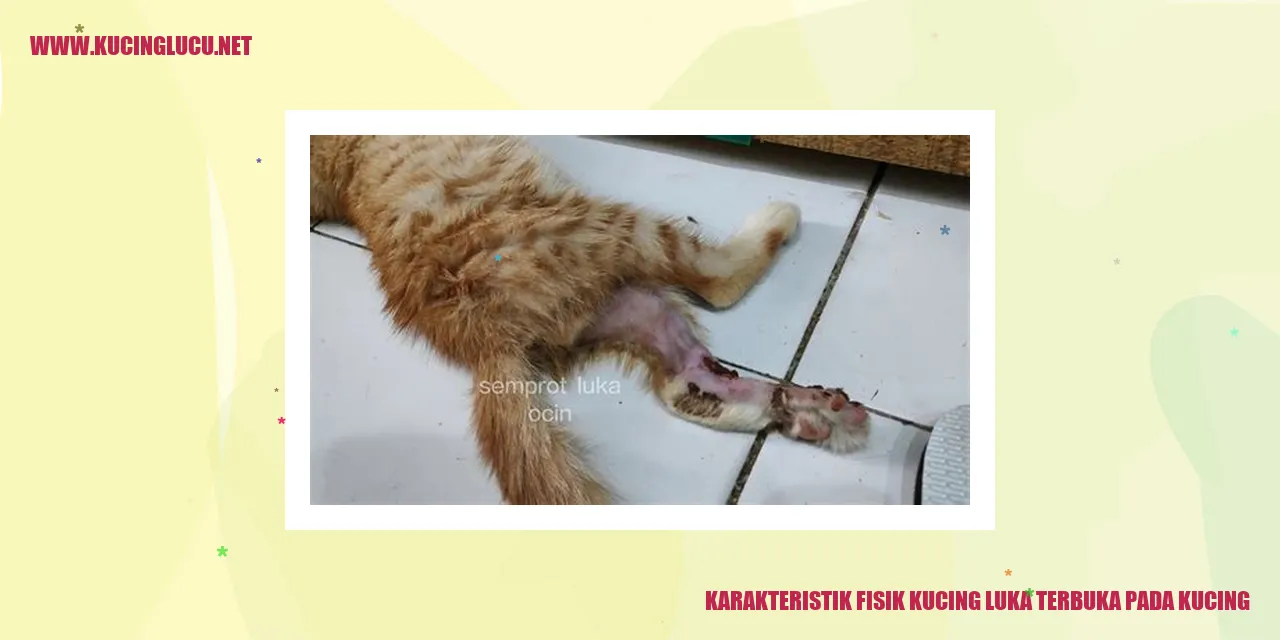 Kucing luka terbuka pada kucing