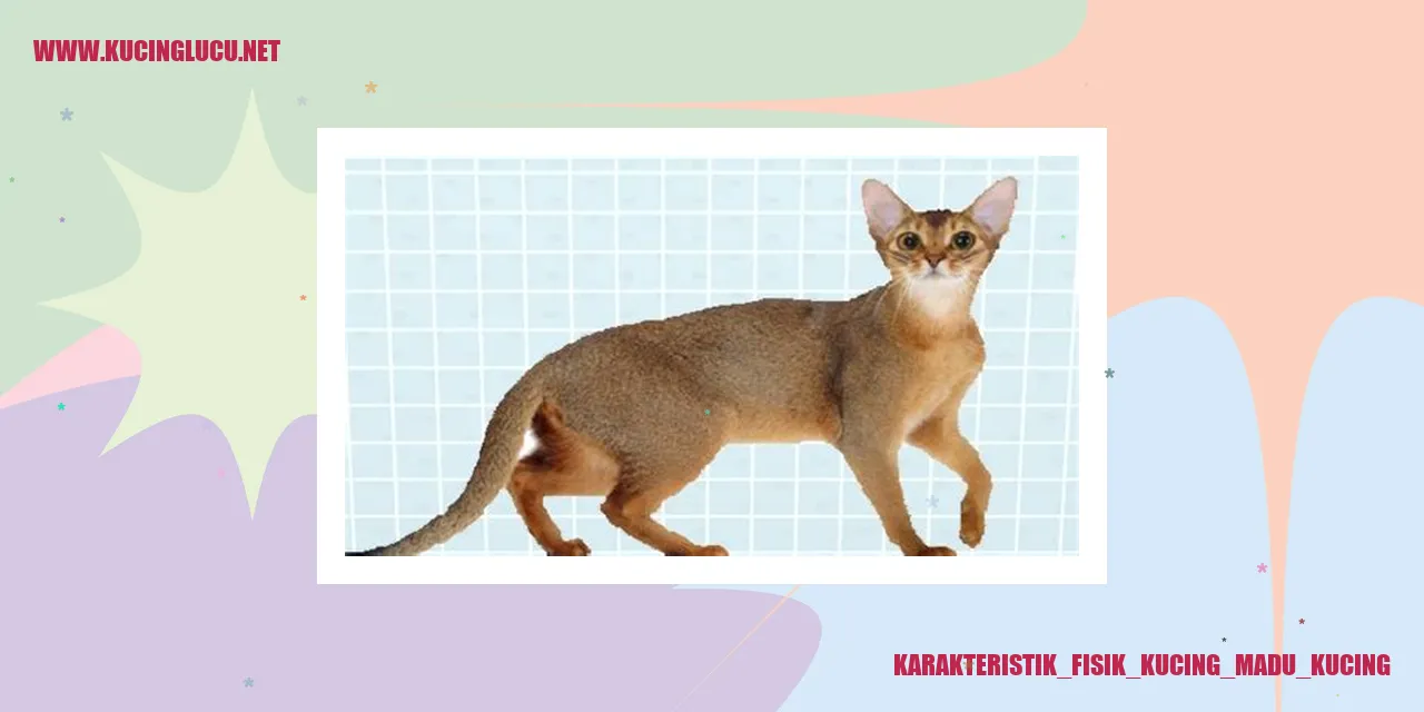 Kucing Madu Kucing