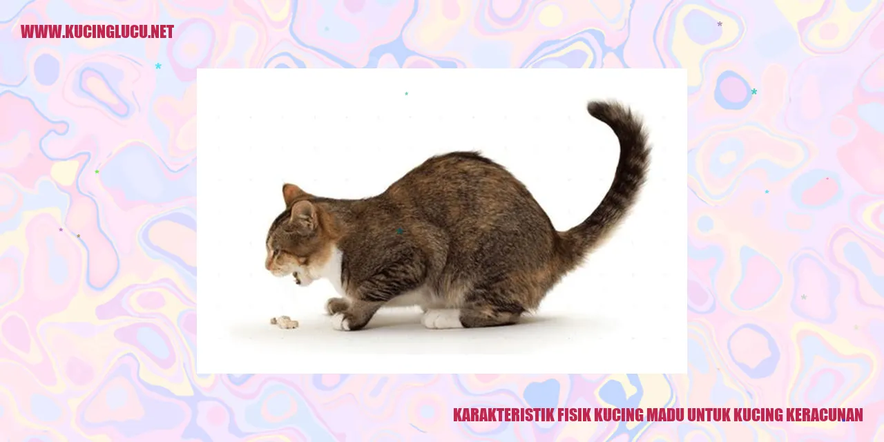Karakteristik Fisik Kucing Madu untuk Kucing Keracunan