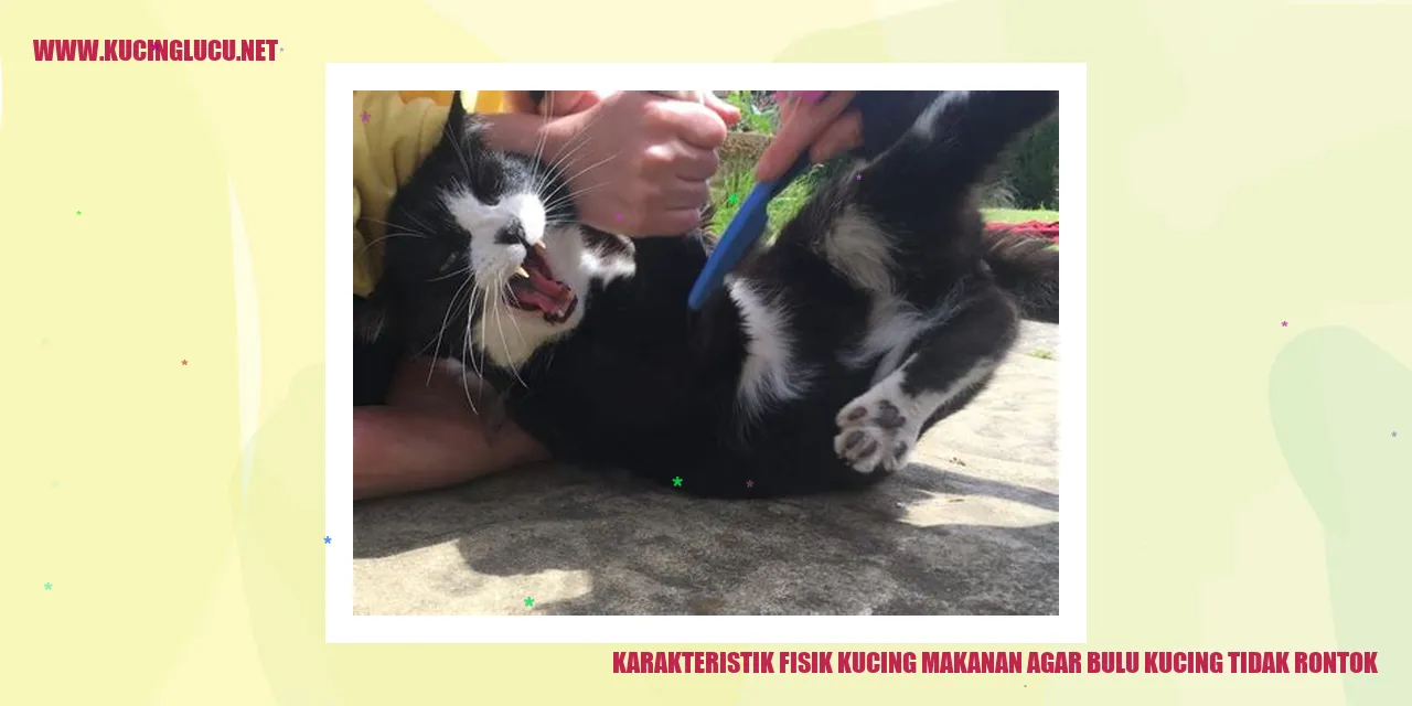 Karakteristik Fisik Kucing makanan agar bulu kucing tidak rontok