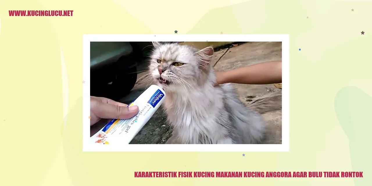 Kucing Anggora
