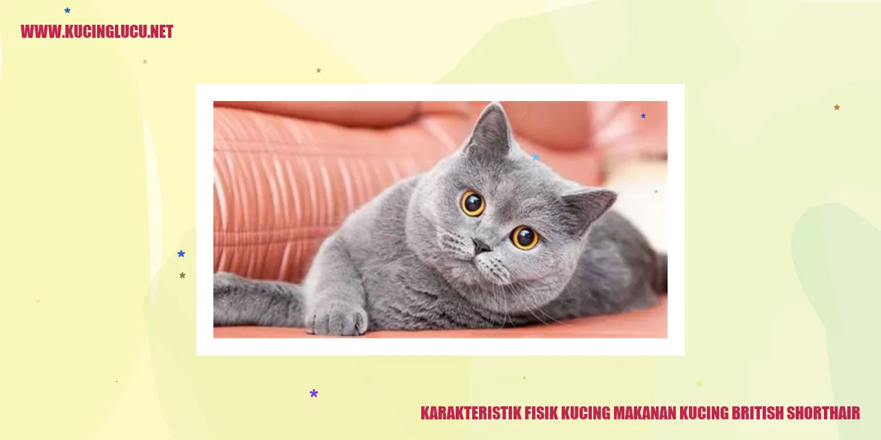 Karakteristik Fisik Kucing British Shorthair