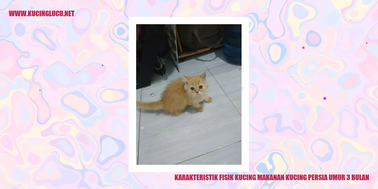Karakteristik Fisik Kucing Makanan Kucing Persia Umur 3 Bulan