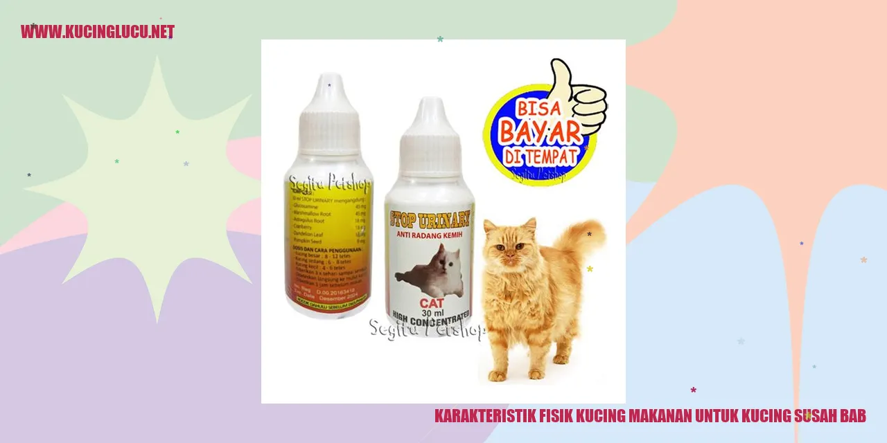 Gambar Kucing Lucu
