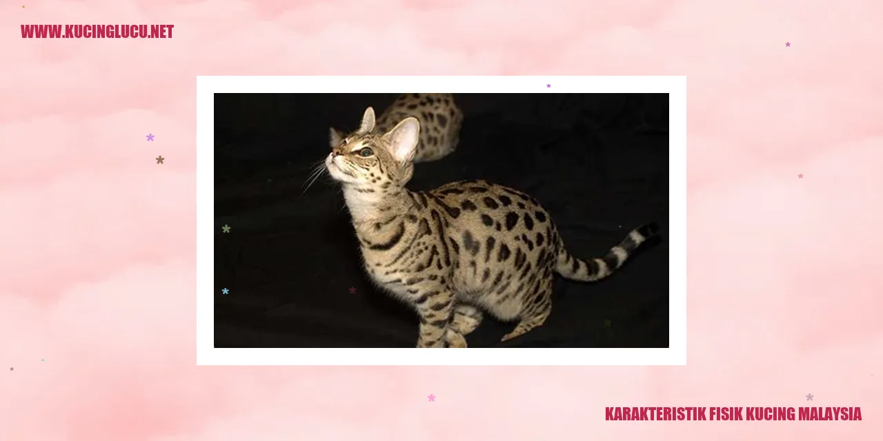 Kucing Malaysia