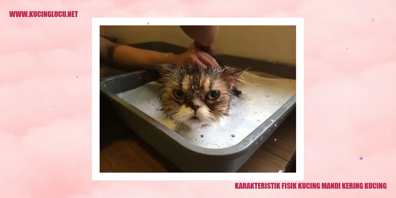 Karakteristik Fisik Kucing Mandi Kering