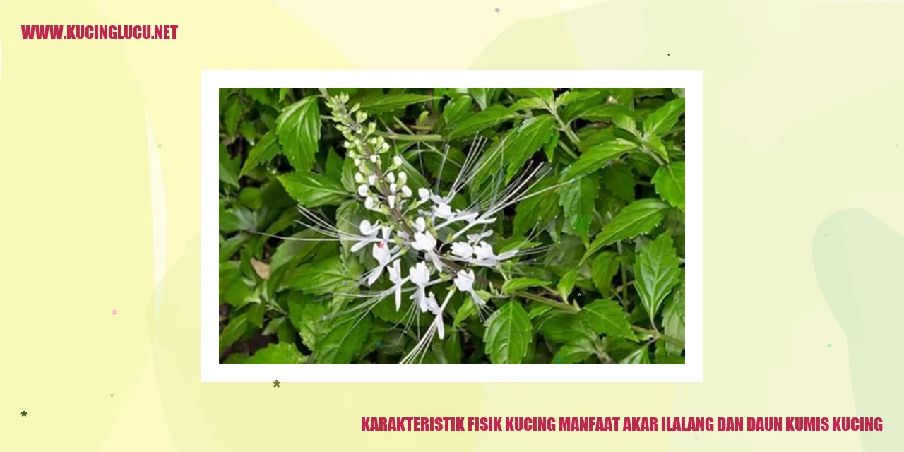 Gambar kucing yang menggemaskan