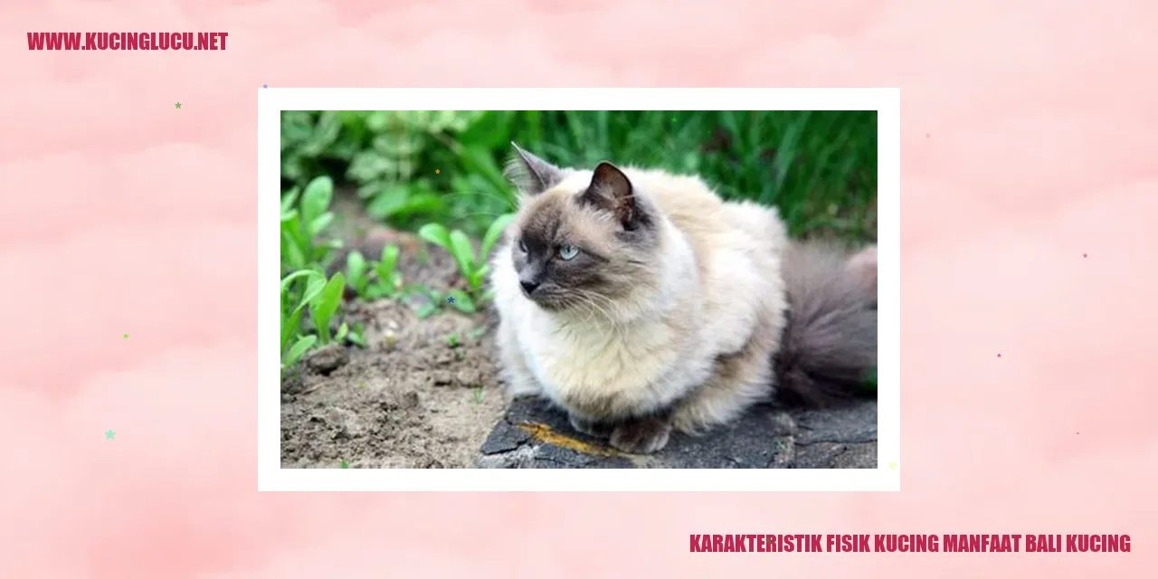Karakteristik Fisik Kucing Bali dan Manfaatnya