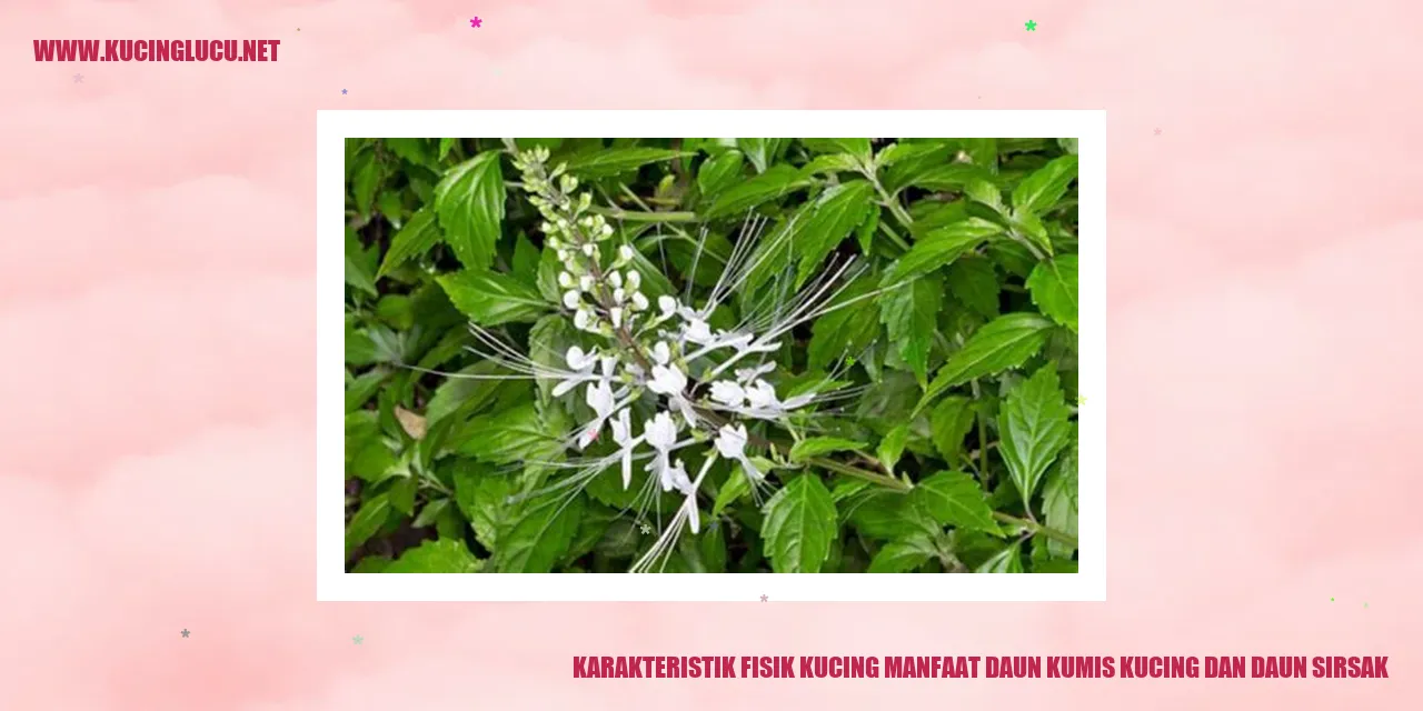 Karakteristik Fisik Kucing manfaat daun kumis kucing dan daun sirsak