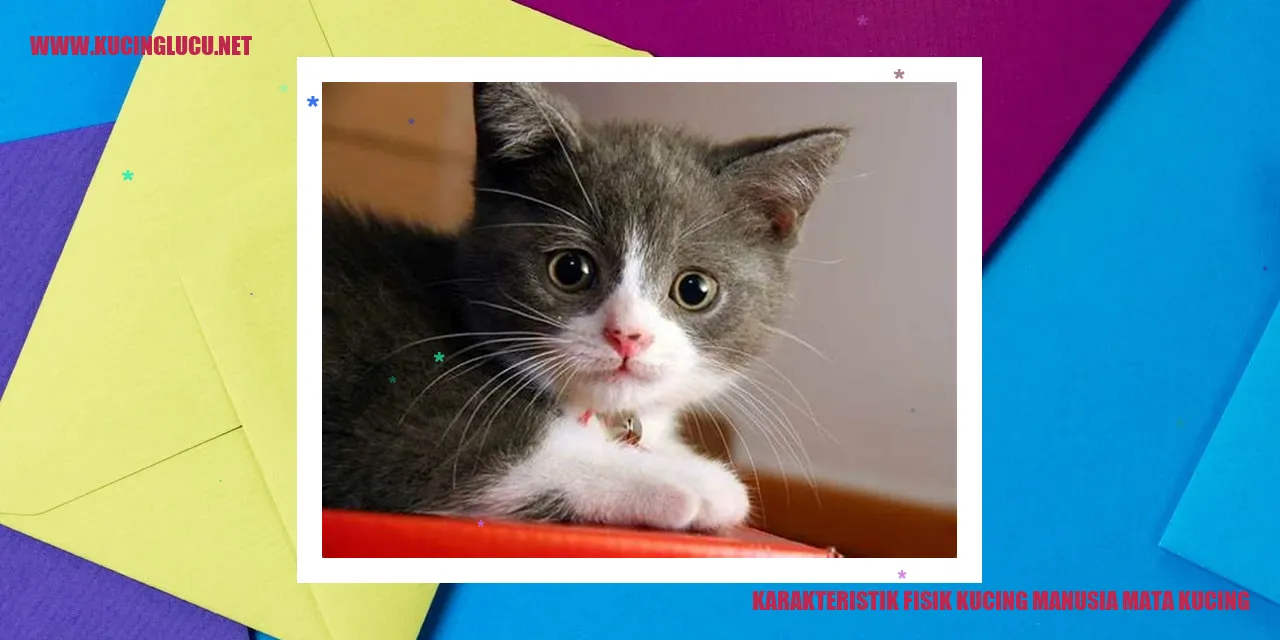 Karakteristik Fisik Kucing manusia mata kucing