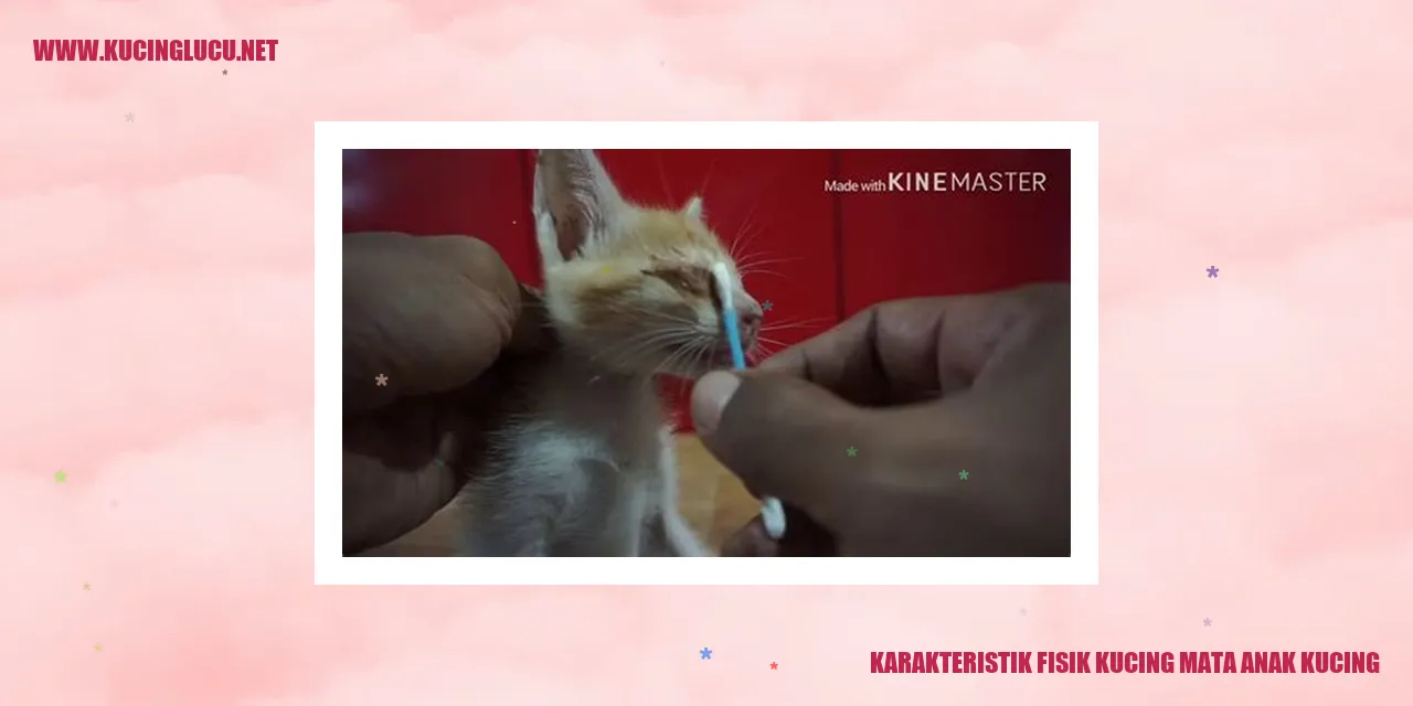gambar kucing mata anak kucing