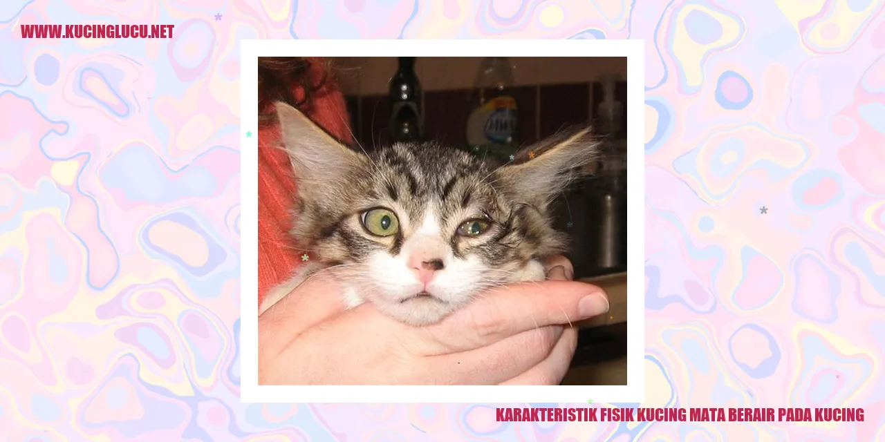 Karakteristik Fisik Kucing Mata Berair pada Kucing