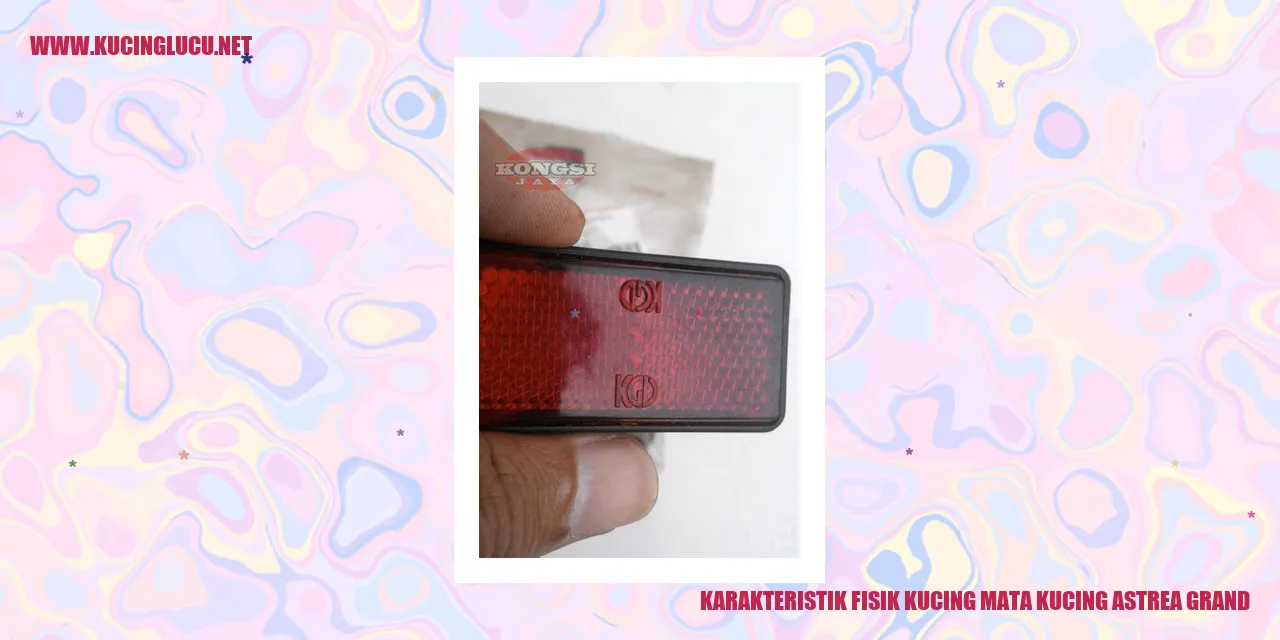 Karakteristik Fisik Kucing mata kucing astrea grand