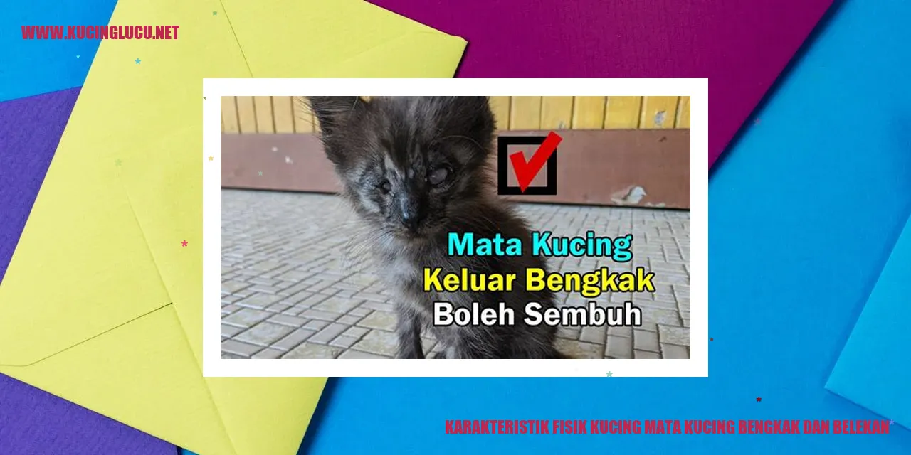 Kucing dengan Mata Bengkak dan Belekan