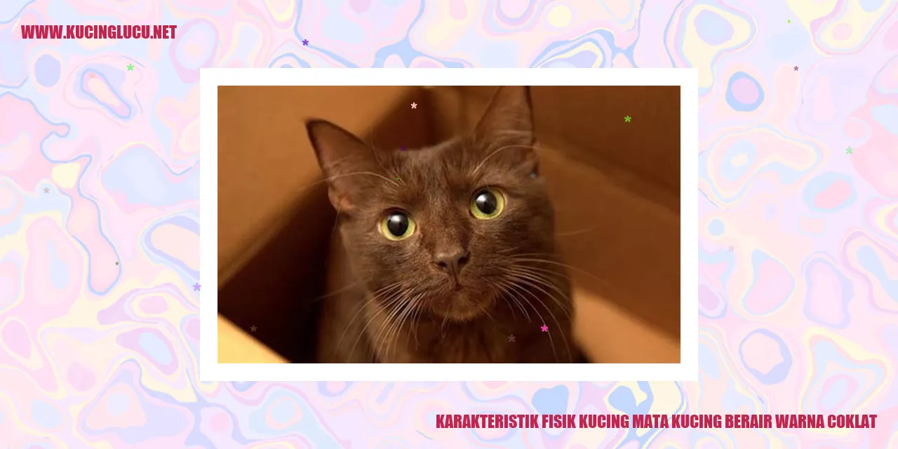 Karakteristik Fisik Kucing Mata Kucing Berair Warna Coklat