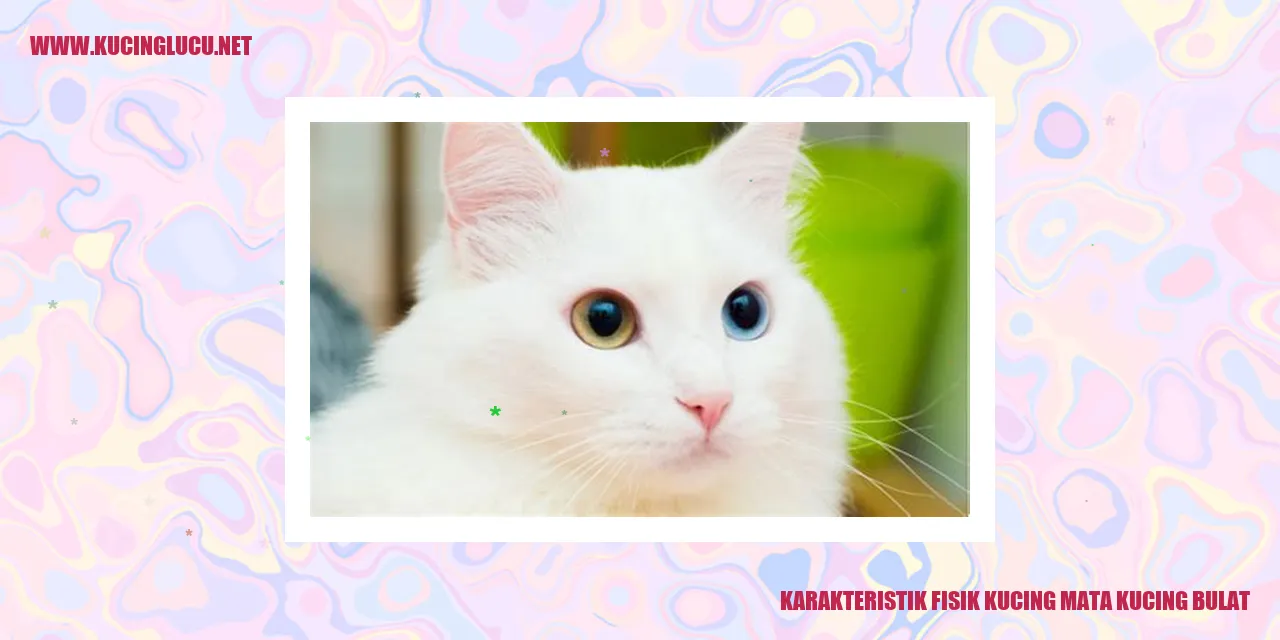 Kucing dengan mata bulat
