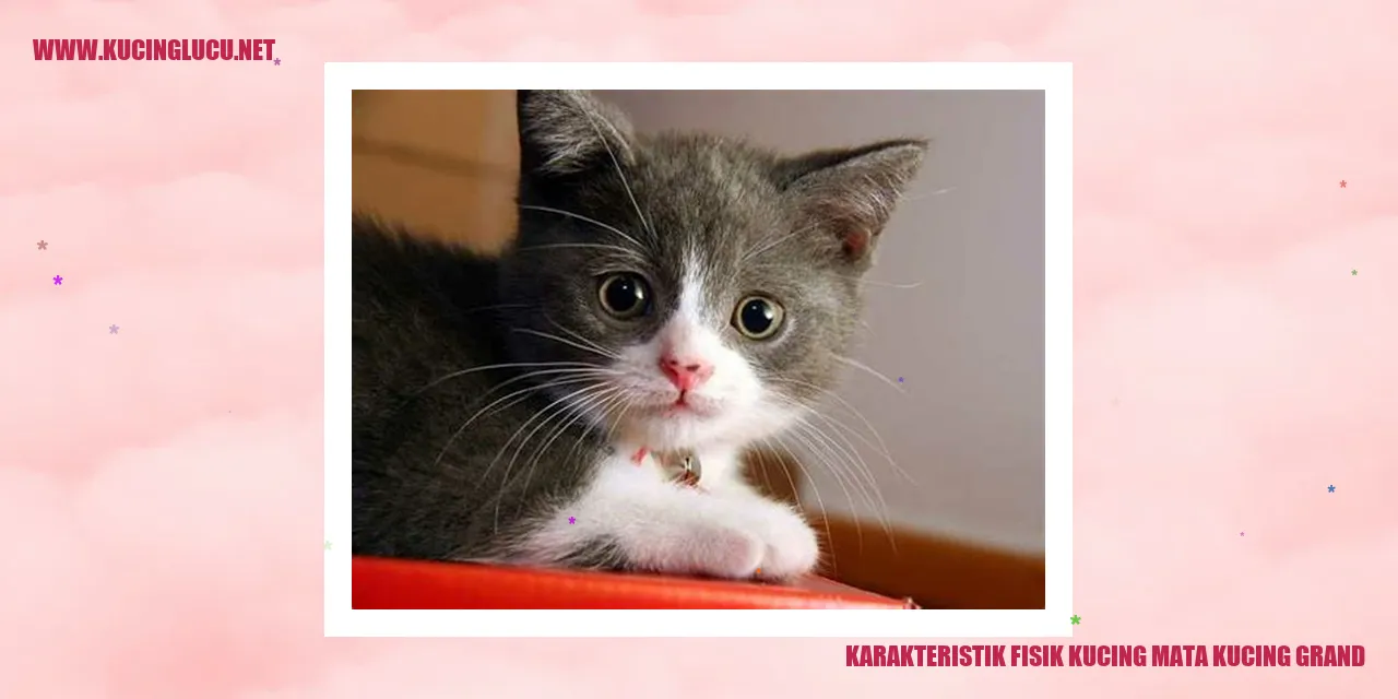Karakteristik Fisik Kucing Mata Kucing Grand