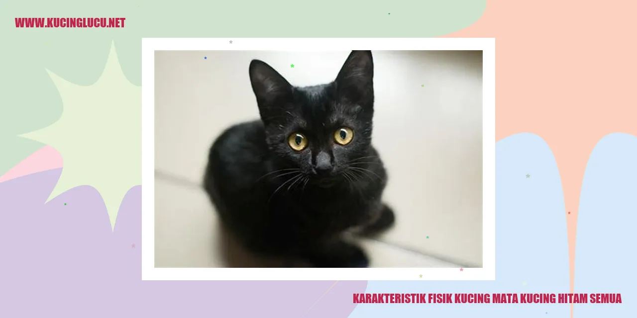Gambar Kucing Mata Kucing Hitam