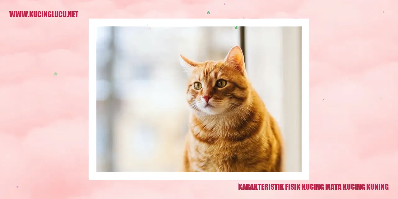 Kucing dengan mata kuning yang menawan