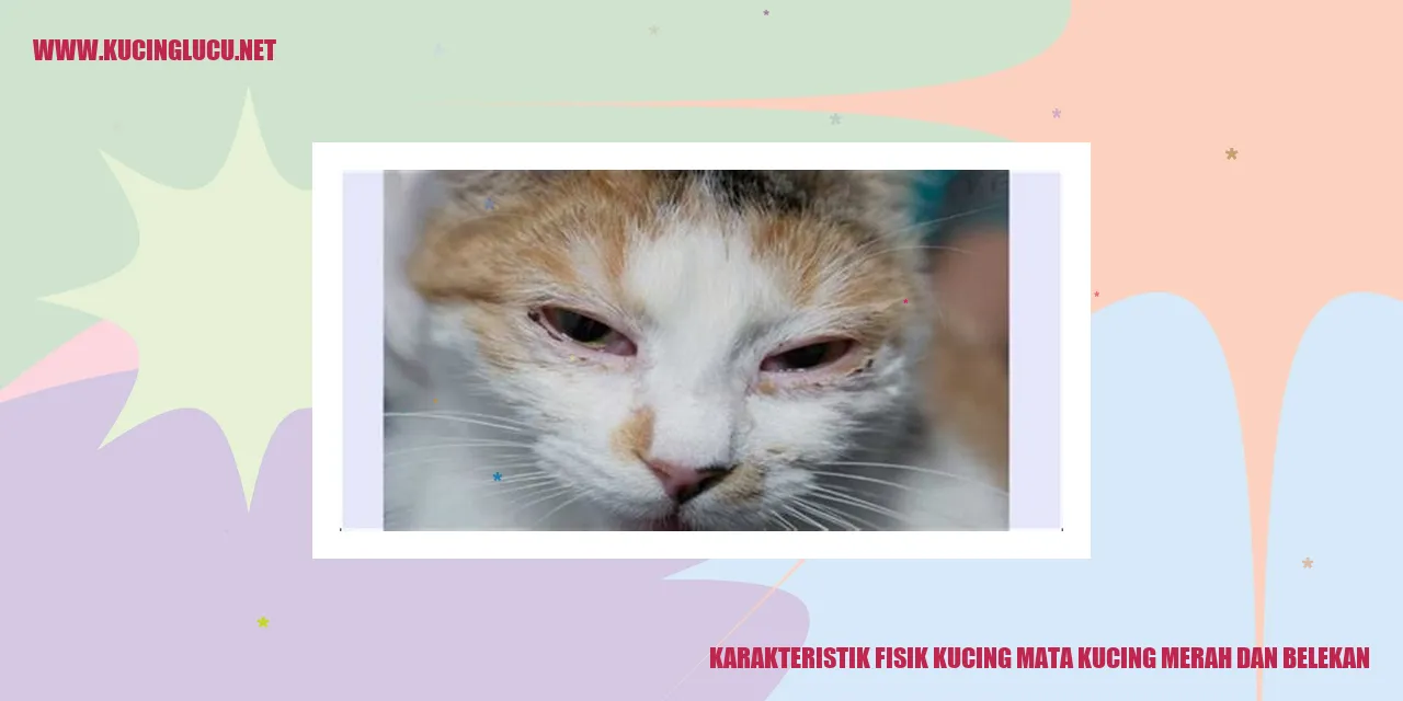 Kucing dengan mata merah dan belekan