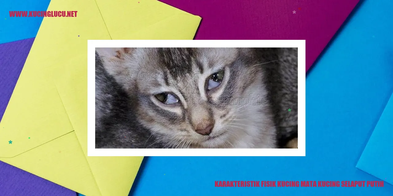 Kucing Mata Kucing Selaput Putih