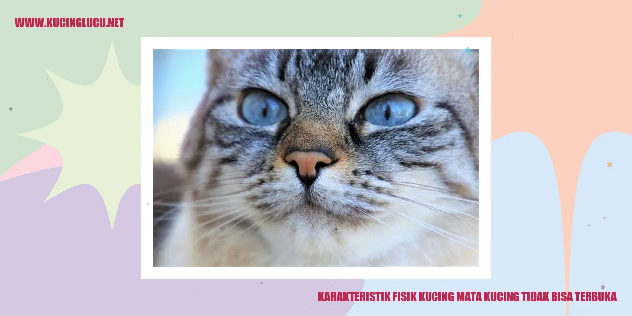Gambar Kucing