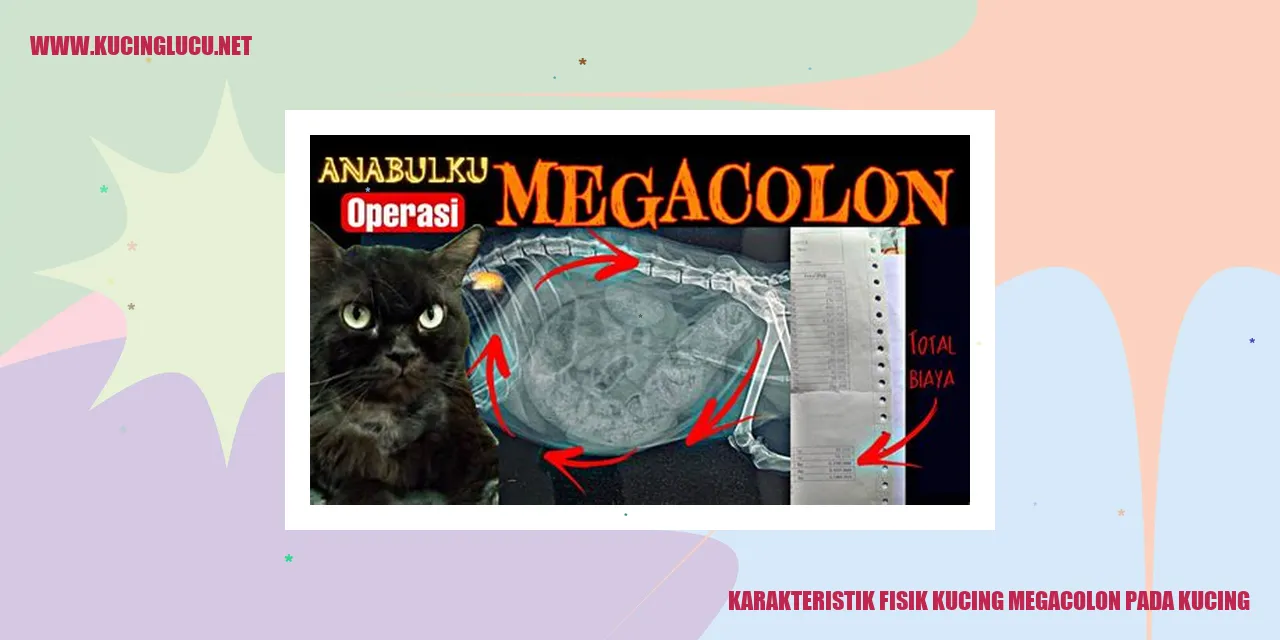 Karakteristik Fisik Kucing Megacolon pada Kucing