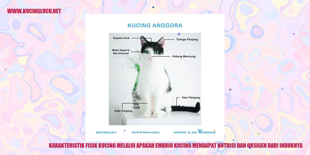 Karakteristik Fisik Kucing