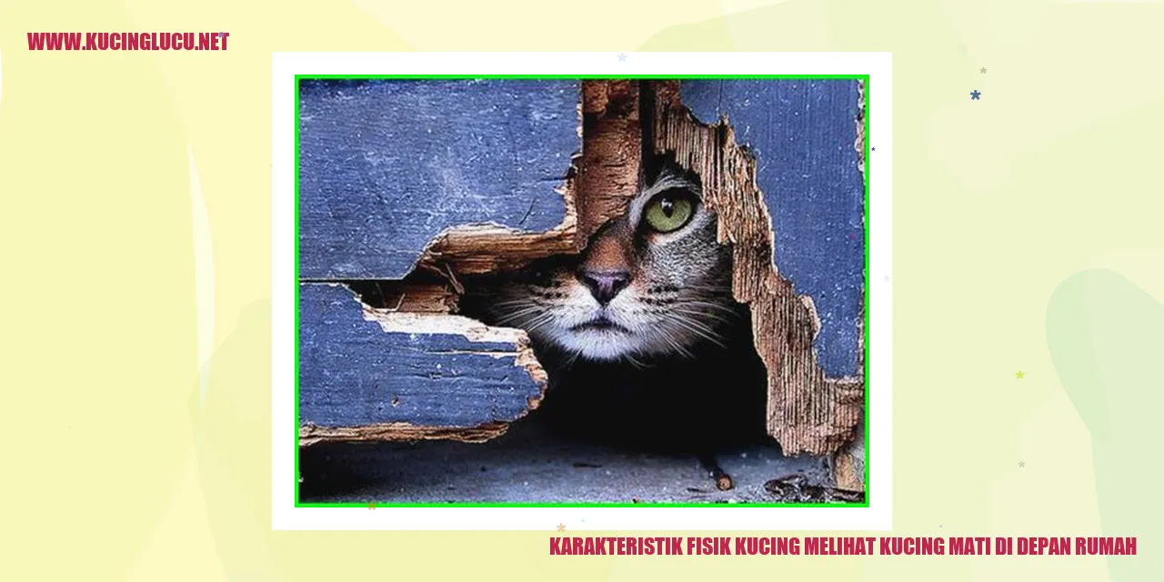Gambar Kucing dengan Karakteristik Fisik yang Berbeda
