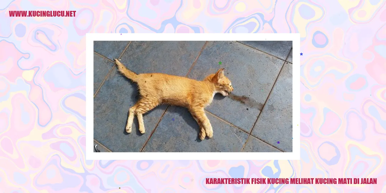 Karakteristik Fisik Kucing melihat kucing mati di jalan