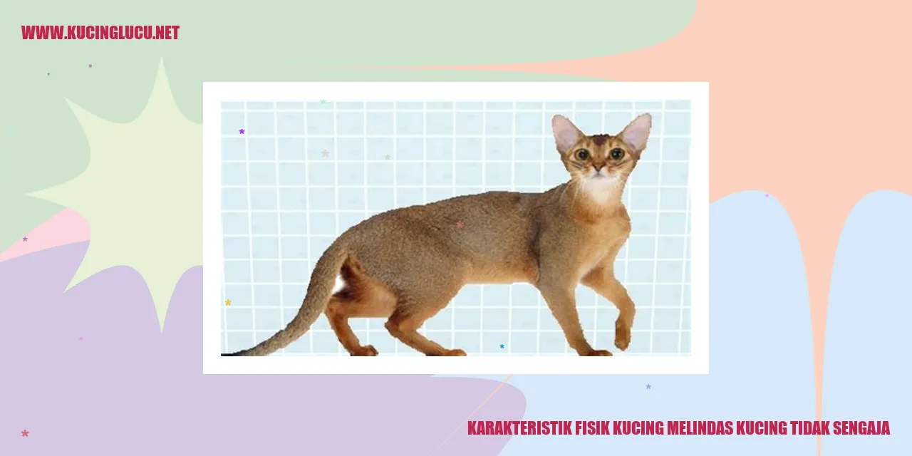 Karakteristik Fisik Kucing melindas kucing tidak sengaja