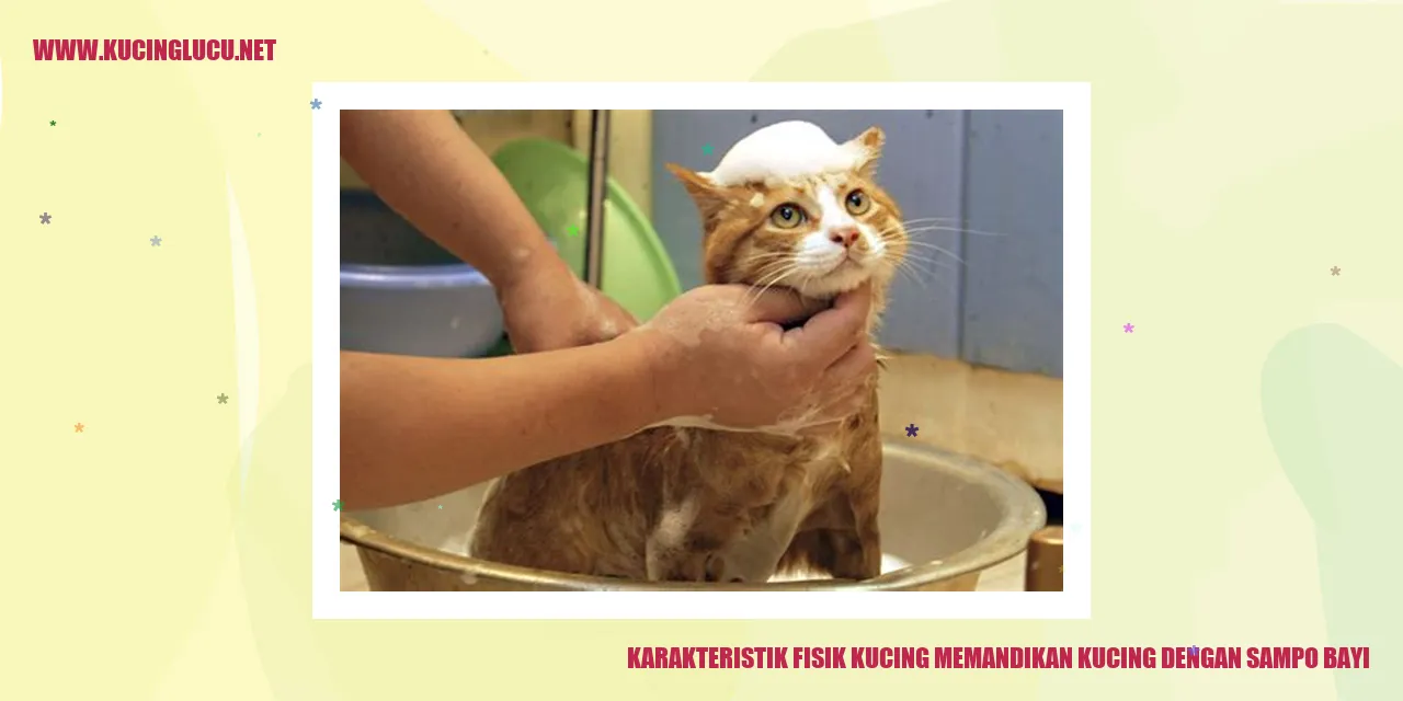 Kucing sedang dimandikan dengan sampo bayi