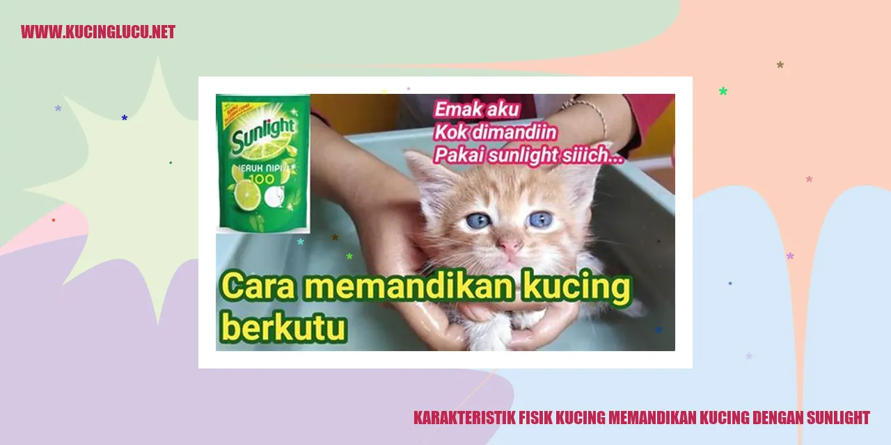 Gambar Kucing dengan Sunlight
