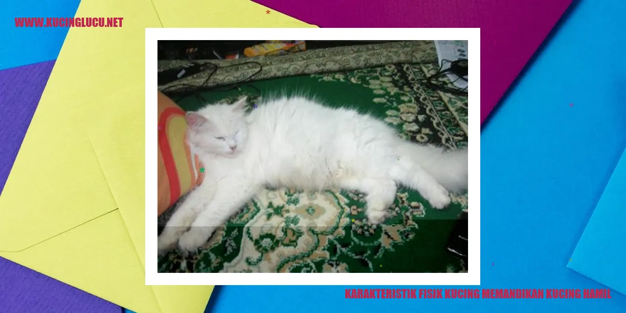 Karakteristik Fisik Kucing Hamil