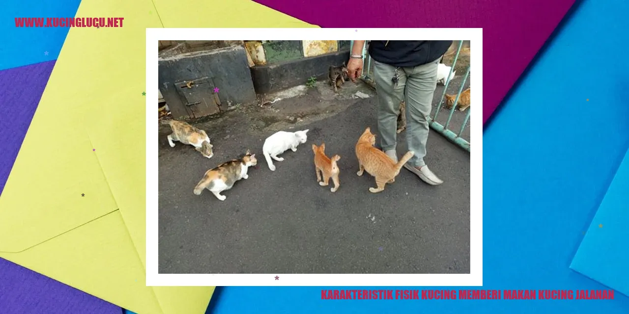 Kucing jalanan