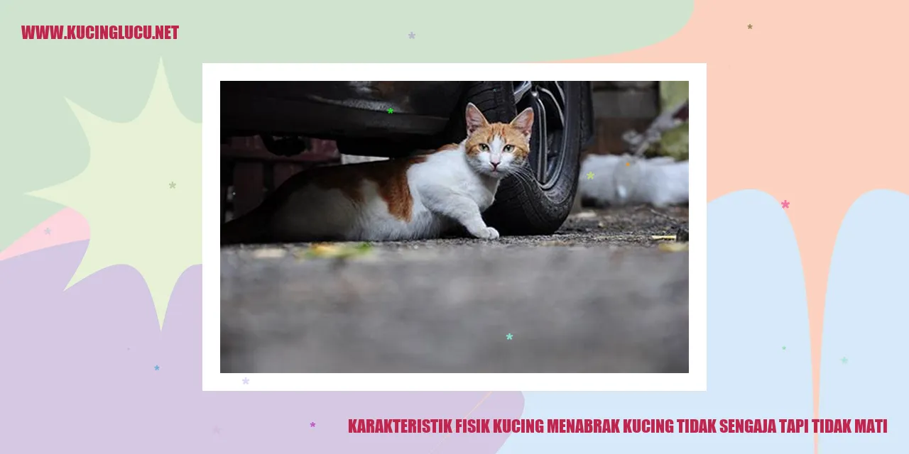 Gambar Kucing Menabrak