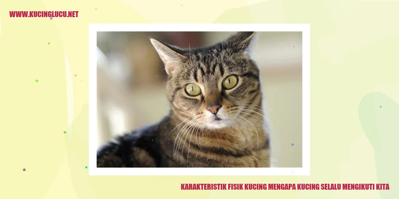 Foto Kucing