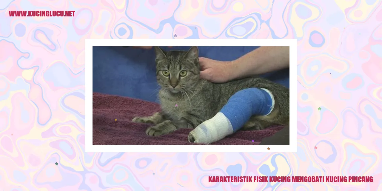 Karakteristik Fisik Kucing mengobati kucing pincang