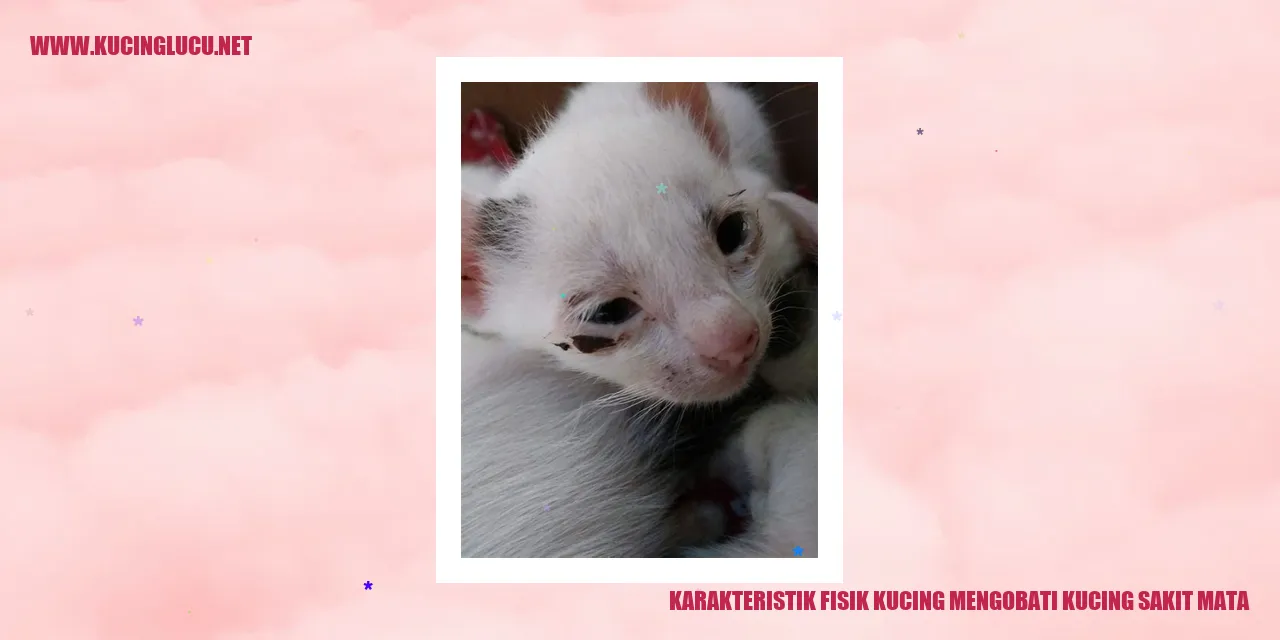 Kucing mengobati kucing sakit mata