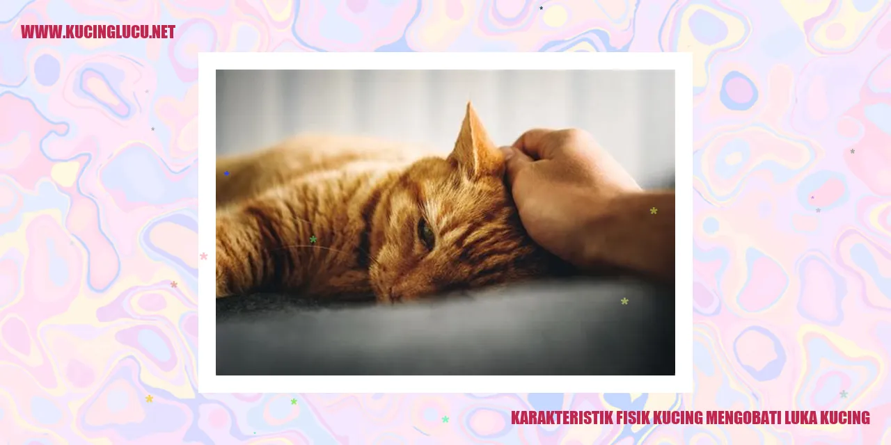 gambar kucing mengobati luka dengan karakteristik fisiknya