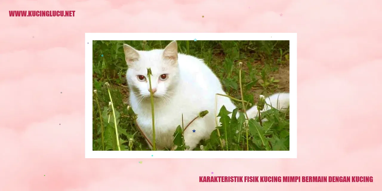 Karakteristik Fisik Kucing saat Bermain dengan Kucing Lain