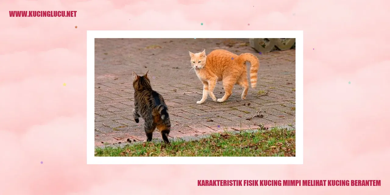 Kucing bertarung dengan karakteristik fisik yang mencolok