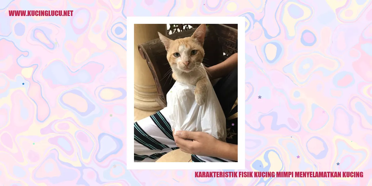 Kucing yang gigih menyelamatkan kucing lainnya