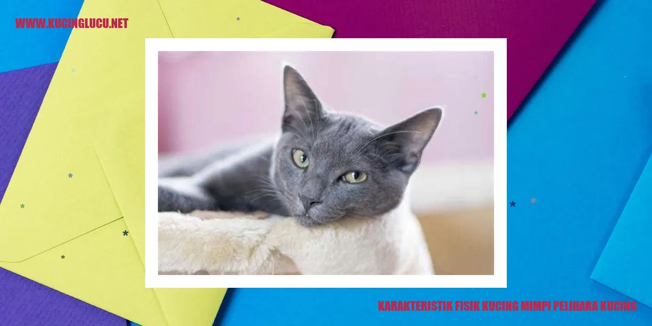 kucing persia