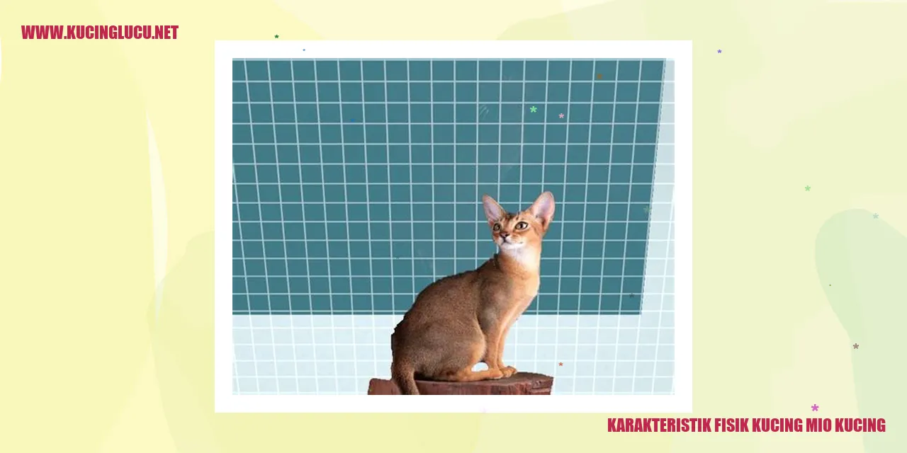 Karakteristik Fisik Kucing Mio Kucing