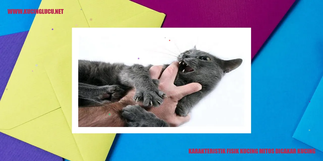 Karakteristik Fisik Kucing Mitos Dicakar Kucing