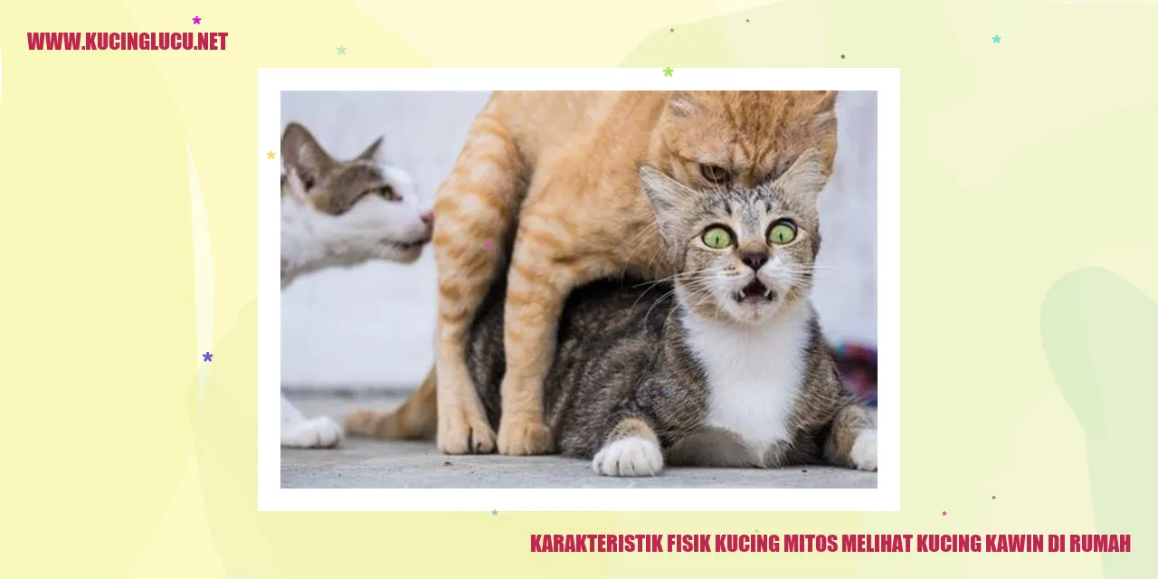 Karakteristik Fisik Kucing mitos melihat kucing kawin di rumah