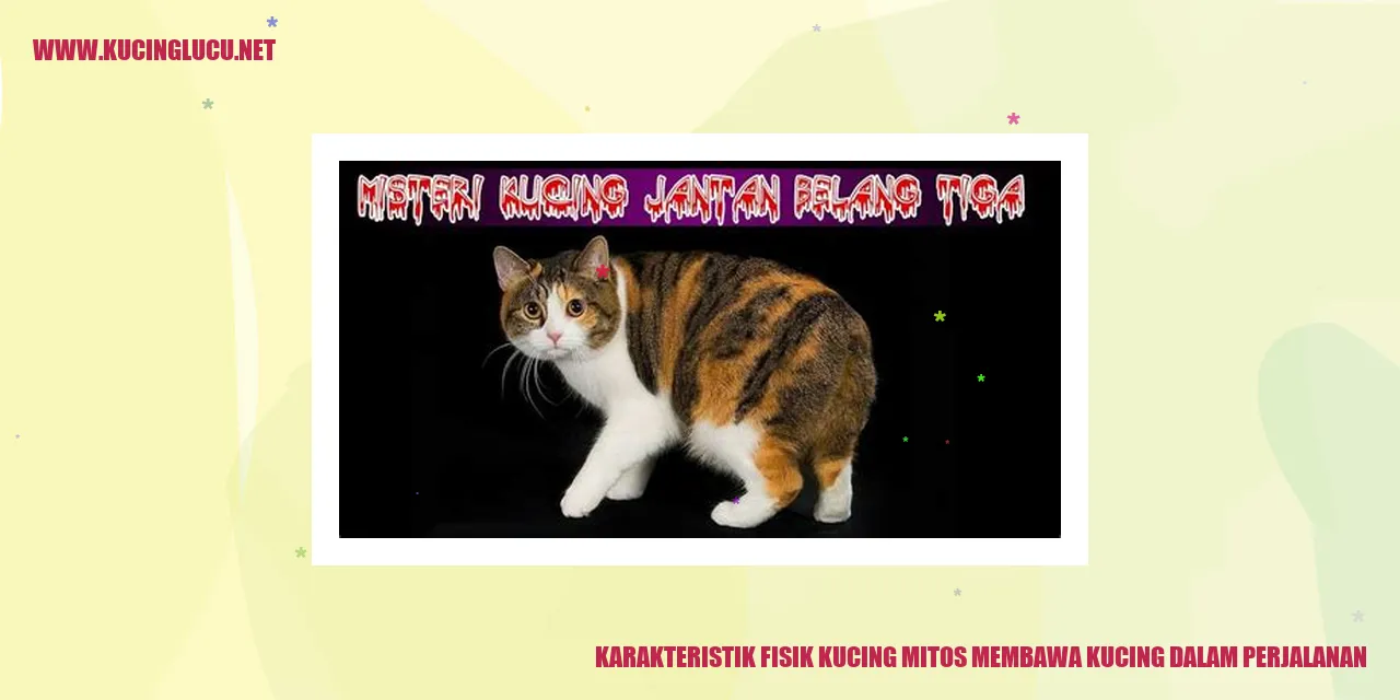 Karakteristik Fisik Kucing mitos membawa kucing dalam perjalanan
