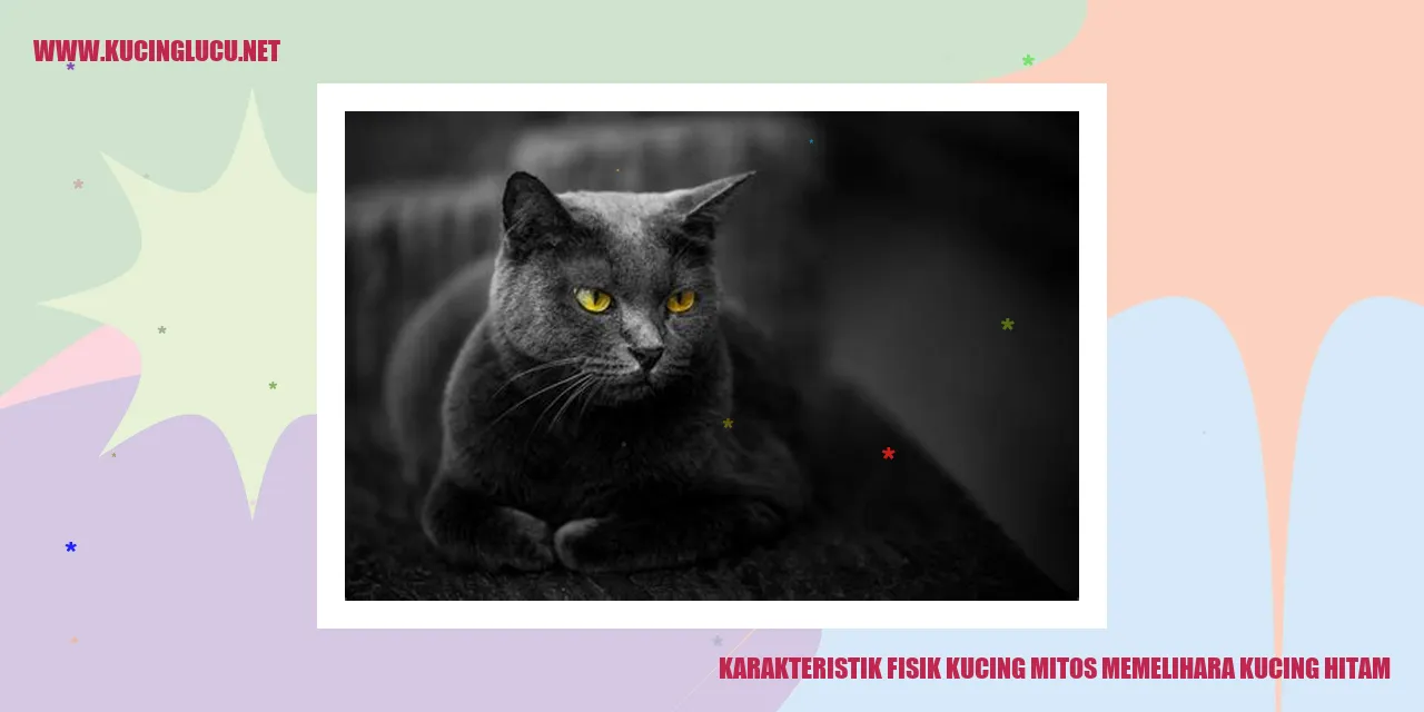 Karakteristik Fisik Kucing mitos memelihara kucing hitam